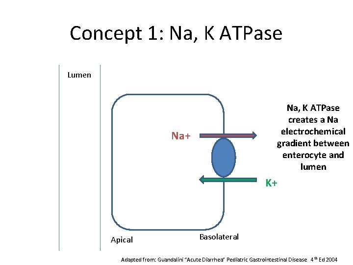 Concept 1: Na, K ATPase Lumen Na, K ATPase creates a Na electrochemical gradient