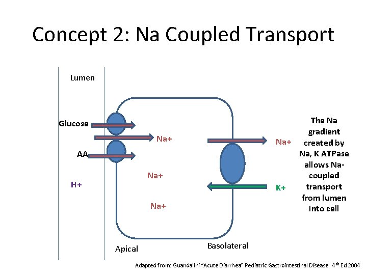 Concept 2: Na Coupled Transport Lumen The Na gradient Na+ created by Na, K