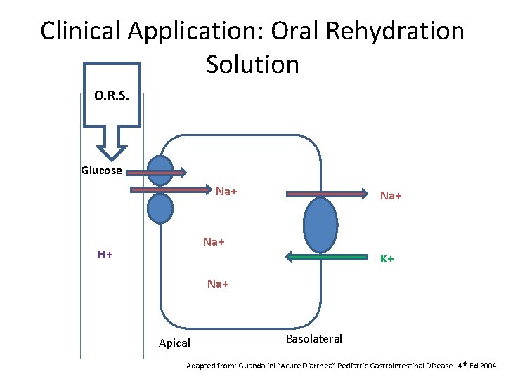 Clinical Application: Oral Rehydration Solution O. R. S. Lumen Glucose Na+ Na+ H+ K+