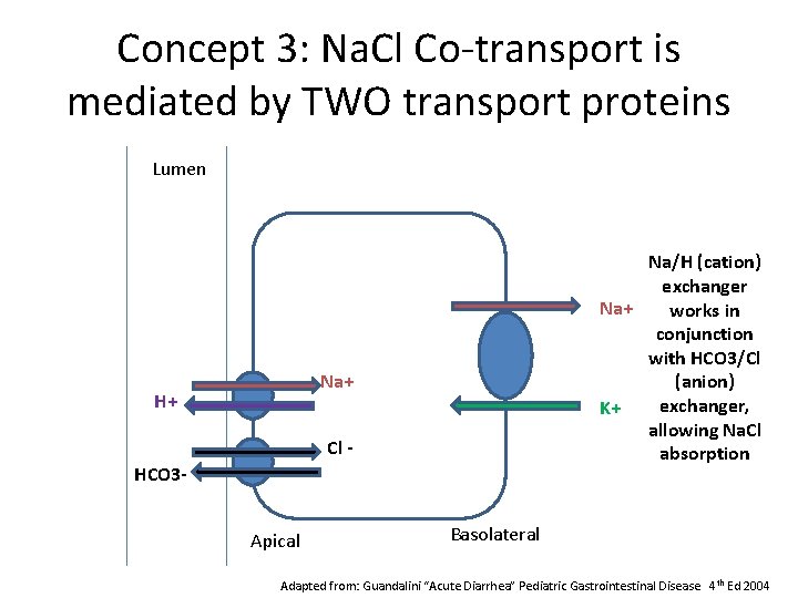 Concept 3: Na. Cl Co-transport is mediated by TWO transport proteins Lumen Na/H (cation)