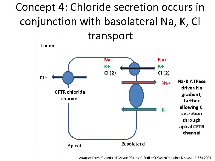 Concept 4: Chloride secretion occurs in conjunction with basolateral Na, K, Cl transport Lumen