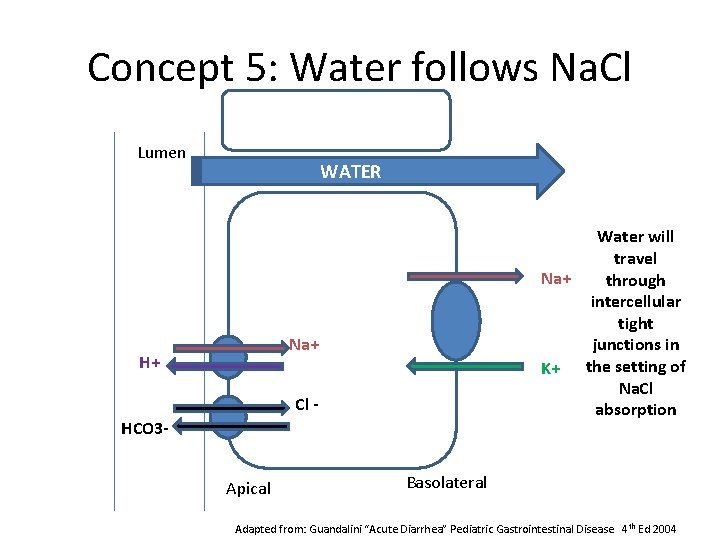 Concept 5: Water follows Na. Cl Lumen WATER Water will travel Na+ through intercellular