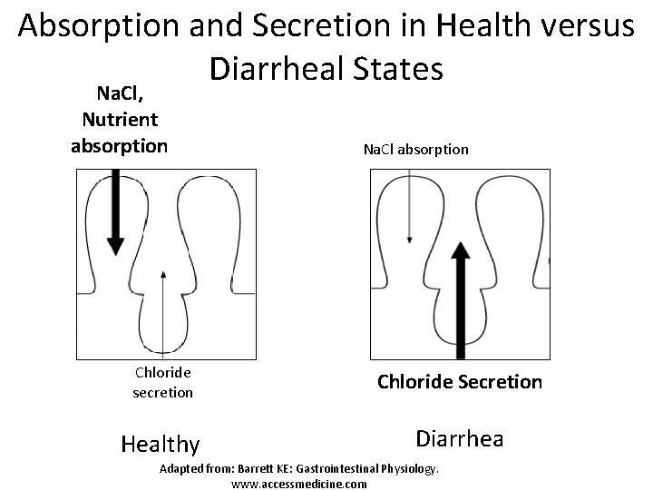 Absorption and Secretion in Health versus Diarrheal States Na. Cl, Nutrient absorption Na. Cl