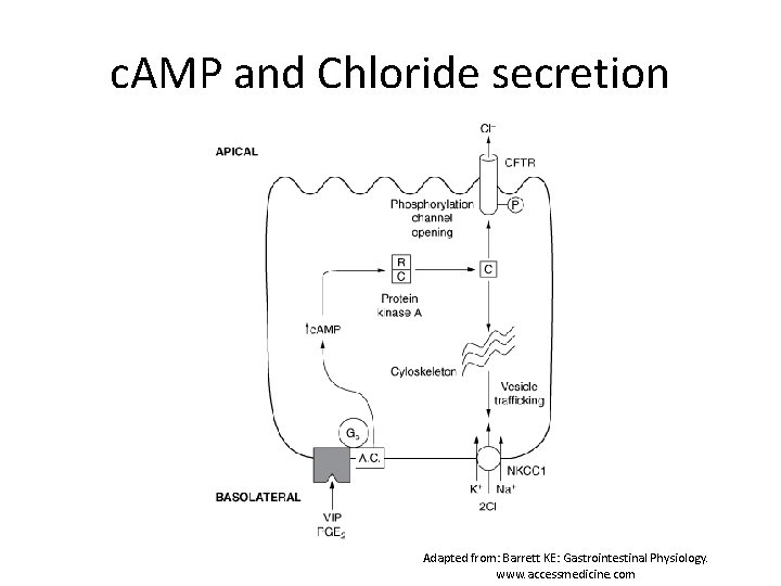c. AMP and Chloride secretion Adapted from: Barrett KE: Gastrointestinal Physiology. www. accessmedicine. com