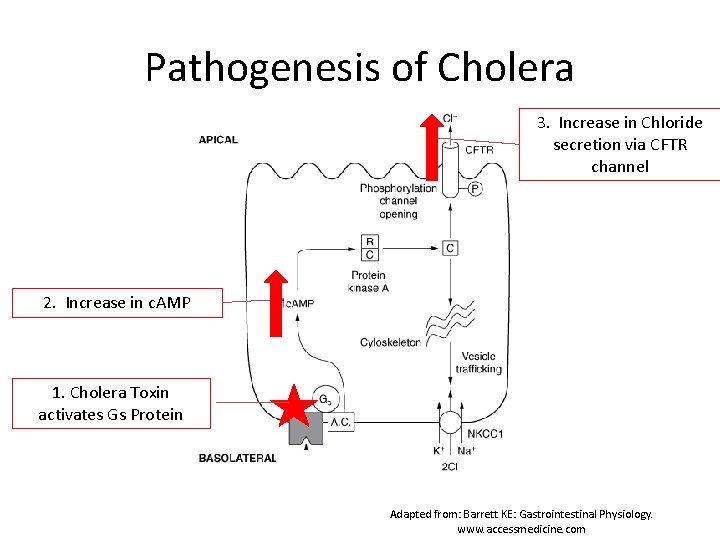 Pathogenesis of Cholera 3. Increase in Chloride secretion via CFTR channel 2. Increase in