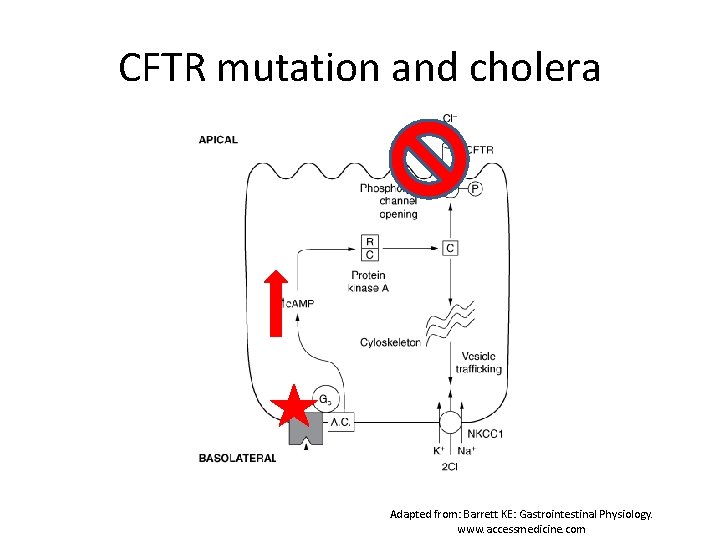 CFTR mutation and cholera Adapted from: Barrett KE: Gastrointestinal Physiology. www. accessmedicine. com 