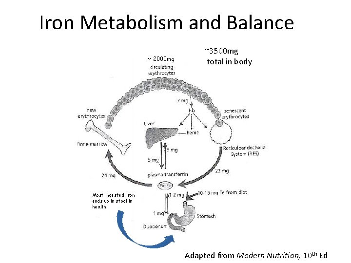 Iron Metabolism and Balance ~ 2000 mg ~3500 mg total in body Most ingested