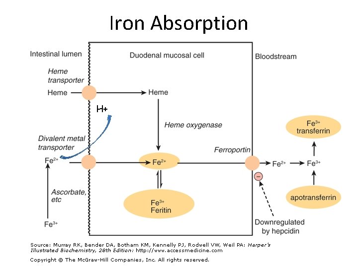 Iron Absorption H+ 