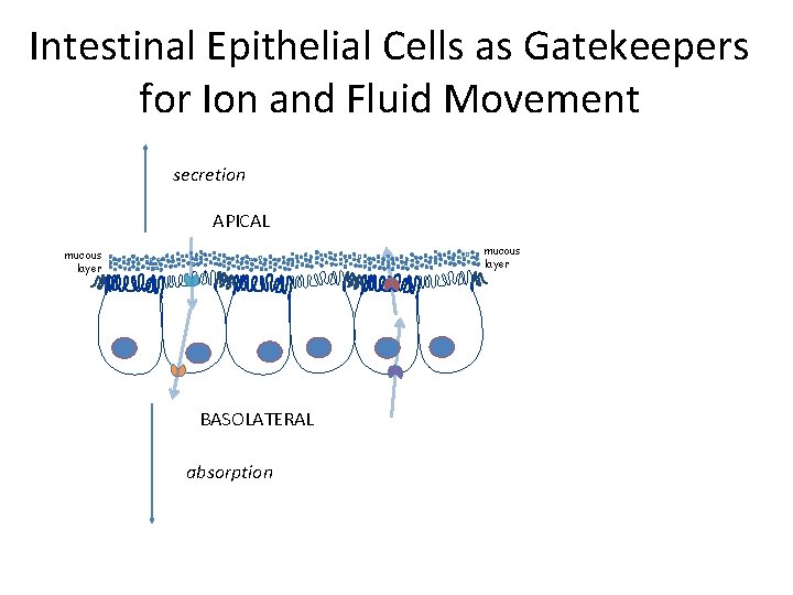 Intestinal Epithelial Cells as Gatekeepers for Ion and Fluid Movement secretion APICAL mucous layer