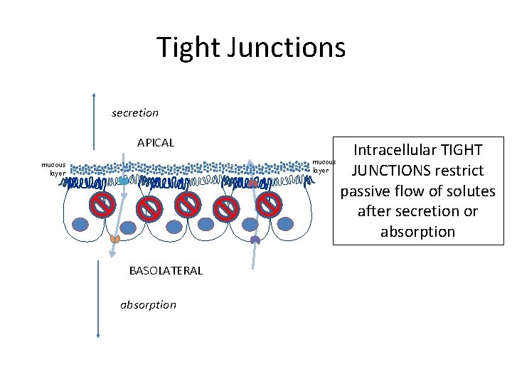 Tight Junctions secretion APICAL mucous layer BASOLATERAL absorption Intracellular TIGHT JUNCTIONS restrict passive flow