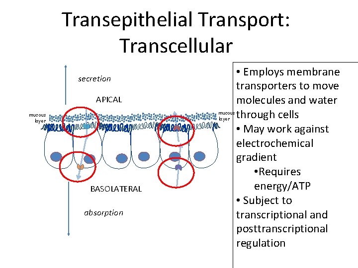 Transepithelial Transport: Transcellular secretion APICAL mucous layer BASOLATERAL absorption • Employs membrane transporters to