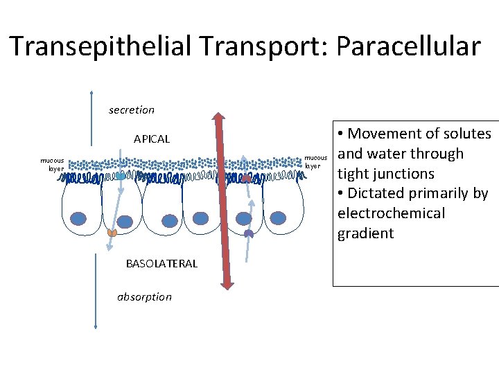 Transepithelial Transport: Paracellular secretion APICAL mucous layer BASOLATERAL absorption • Movement of solutes and