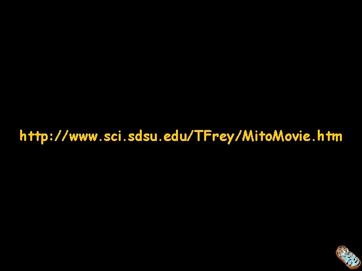 http: //www. sci. sdsu. edu/TFrey/Mito. Movie. htm 