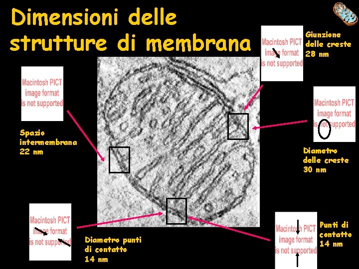 Dimensioni delle strutture di membrana Spazio intermembrana 22 nm Giunzione delle creste 28 nm