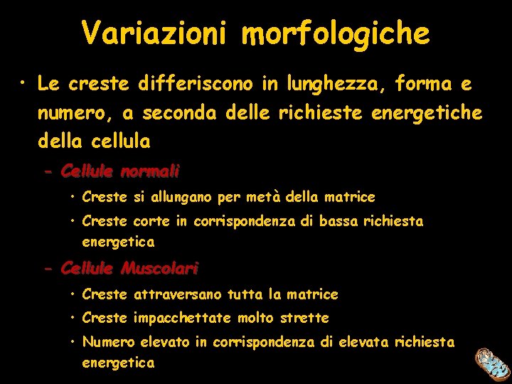 Variazioni morfologiche • Le creste differiscono in lunghezza, forma e numero, a seconda delle