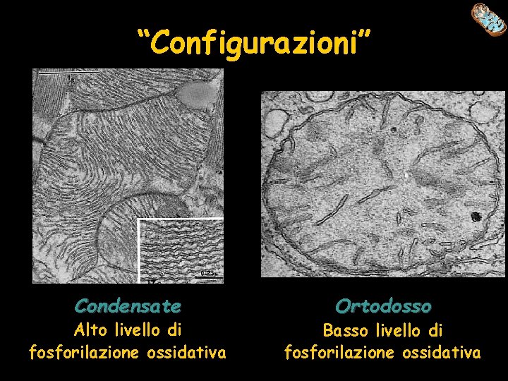 “Configurazioni” Condensate Alto livello di fosforilazione ossidativa Ortodosso Basso livello di fosforilazione ossidativa 