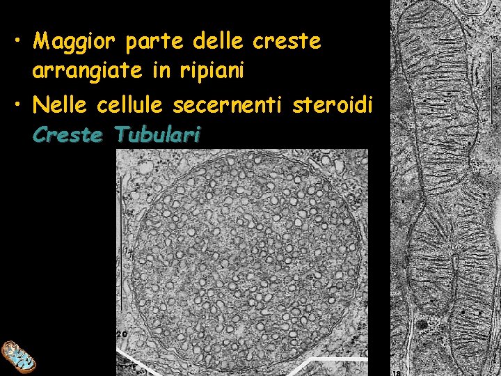  • Maggior parte delle creste arrangiate in ripiani • Nelle cellule secernenti steroidi