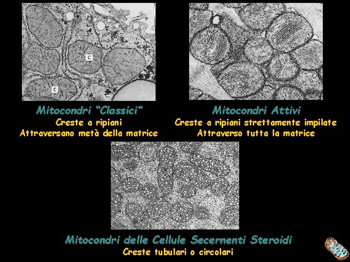 Mitocondri “Classici” Creste a ripiani Attraversano metà della matrice Mitocondri Attivi Creste a ripiani