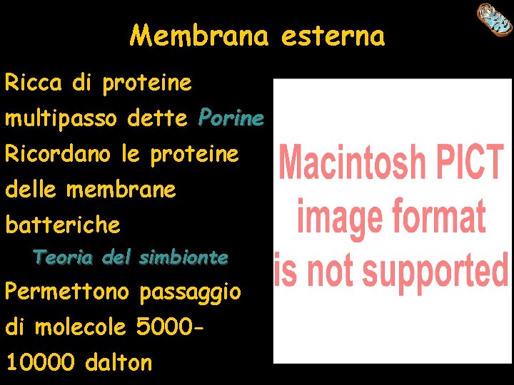 Membrana esterna Ricca di proteine multipasso dette Porine Ricordano le proteine delle membrane batteriche