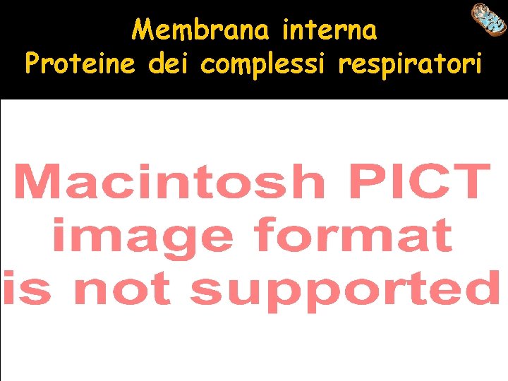 Membrana interna Proteine dei complessi respiratori 