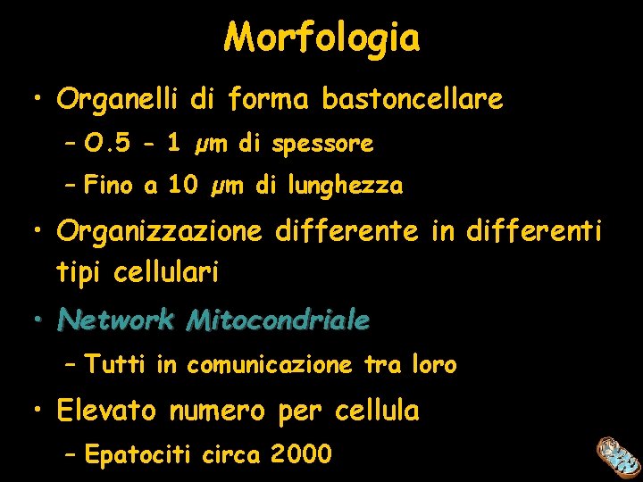 Morfologia • Organelli di forma bastoncellare – O. 5 - 1 µm di spessore
