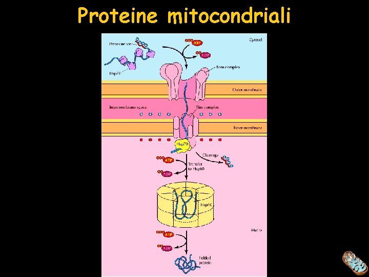 Proteine mitocondriali 