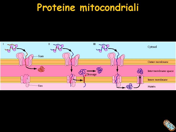 Proteine mitocondriali 