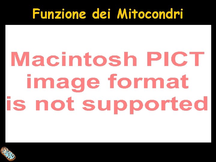 Funzione dei Mitocondri 