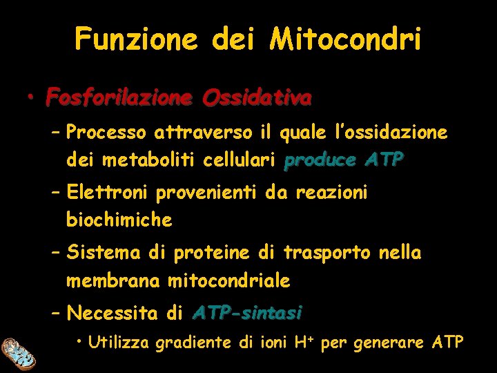 Funzione dei Mitocondri • Fosforilazione Ossidativa – Processo attraverso il quale l’ossidazione dei metaboliti