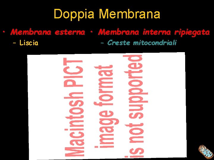 Doppia Membrana • Membrana esterna • Membrana interna ripiegata – Liscia – Creste mitocondriali