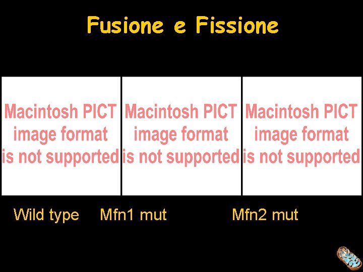 Fusione e Fissione Wild type Mfn 1 mut Mfn 2 mut 