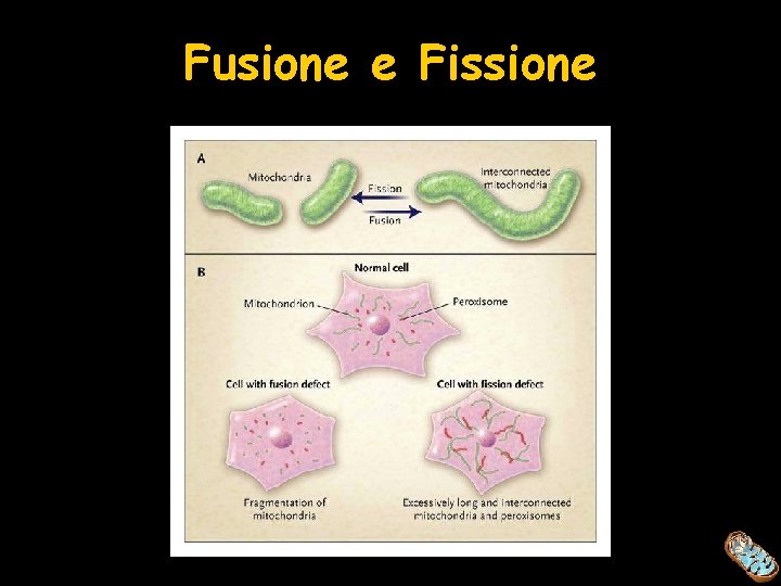 Fusione e Fissione 