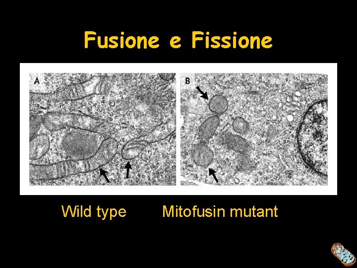 Fusione e Fissione Wild type Mitofusin mutant 