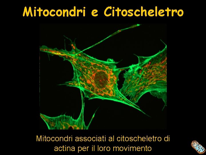 Mitocondri e Citoscheletro Mitocondri associati al citoscheletro di actina per il loro movimento 