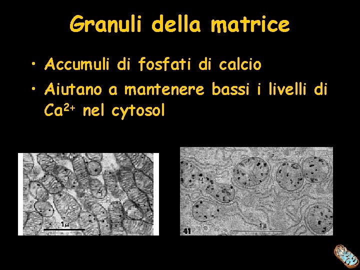 Granuli della matrice • Accumuli di fosfati di calcio • Aiutano a mantenere bassi