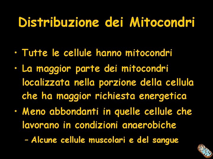 Distribuzione dei Mitocondri • Tutte le cellule hanno mitocondri • La maggior parte dei