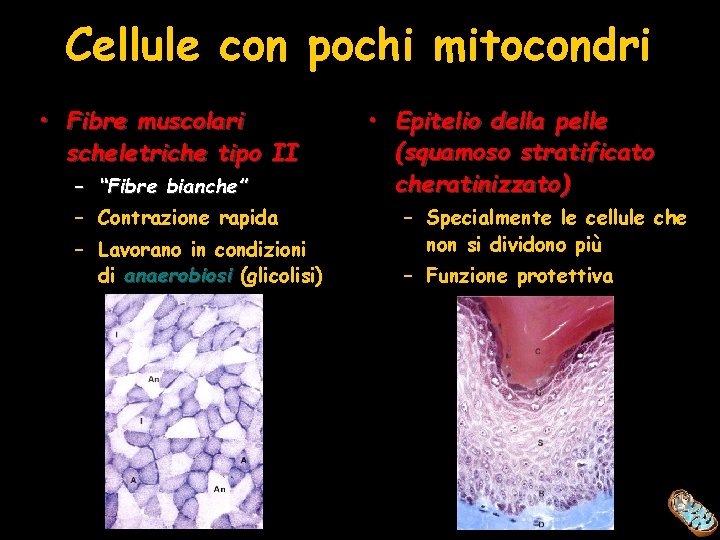 Cellule con pochi mitocondri • Fibre muscolari scheletriche tipo II – “Fibre bianche” –