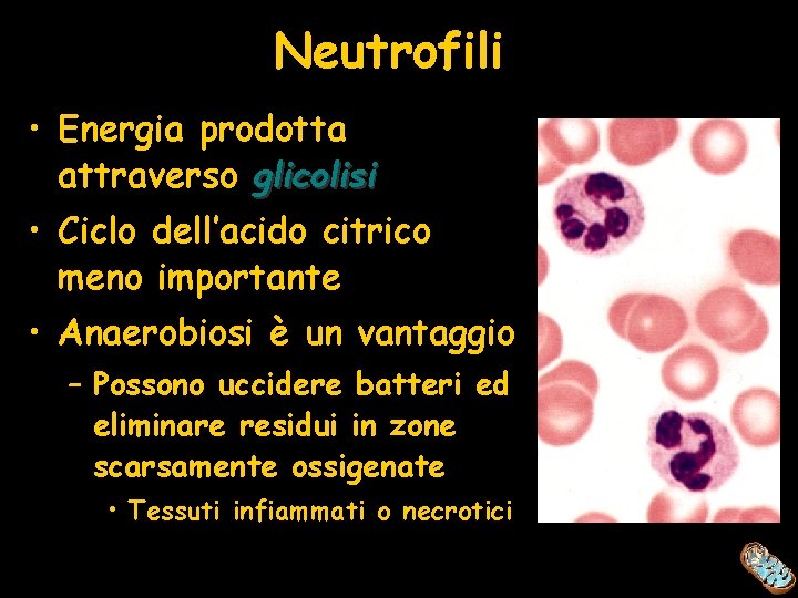 Neutrofili • Energia prodotta attraverso glicolisi • Ciclo dell’acido citrico meno importante • Anaerobiosi