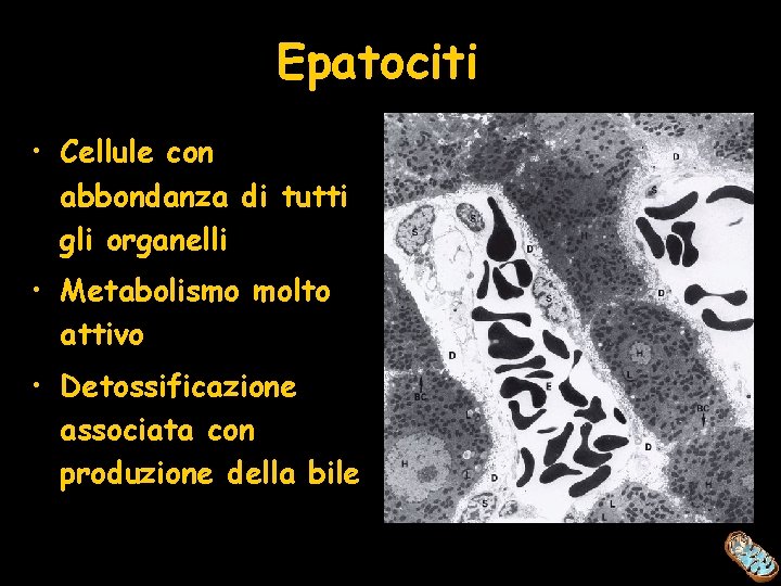 Epatociti • Cellule con abbondanza di tutti gli organelli • Metabolismo molto attivo •