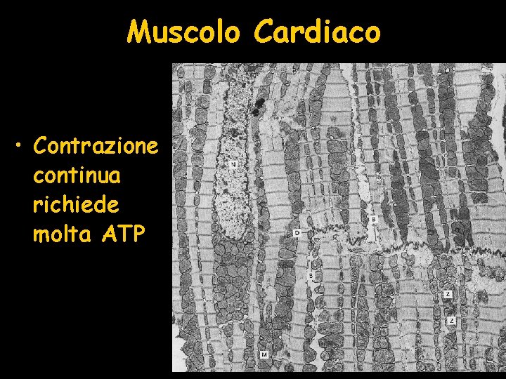 Muscolo Cardiaco • Contrazione continua richiede molta ATP 
