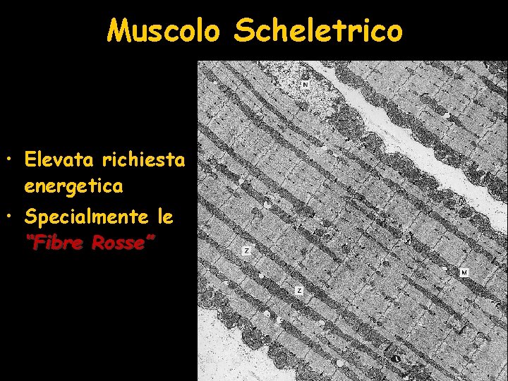 Muscolo Scheletrico • Elevata richiesta energetica • Specialmente le “Fibre Rosse” 