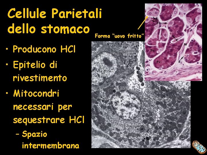 Cellule Parietali dello stomaco Forma “uovo fritto” • Producono HCl • Epitelio di rivestimento