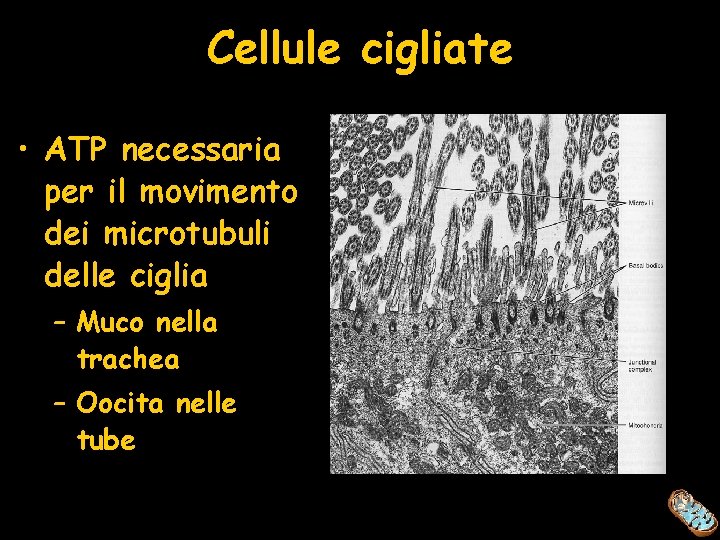 Cellule cigliate • ATP necessaria per il movimento dei microtubuli delle ciglia – Muco