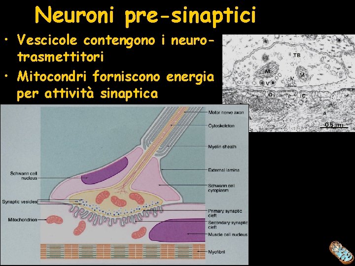 Neuroni pre-sinaptici • Vescicole contengono i neurotrasmettitori • Mitocondri forniscono energia per attività sinaptica
