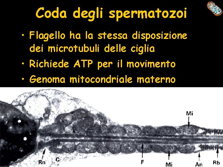 Coda degli spermatozoi • Flagello ha la stessa disposizione dei microtubuli delle ciglia •