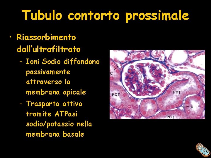 Tubulo contorto prossimale • Riassorbimento dall’ultrafiltrato – Ioni Sodio diffondono passivamente attraverso la membrana