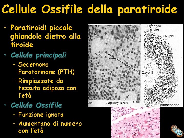 Cellule Ossifile della paratiroide • Paratiroidi piccole ghiandole dietro alla tiroide • Cellule principali
