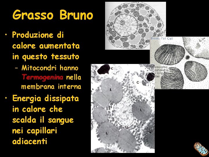 Grasso Bruno • Produzione di calore aumentata in questo tessuto – Mitocondri hanno Termogenina