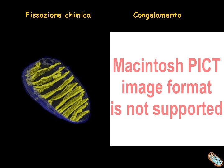 Fissazione chimica Congelamento 