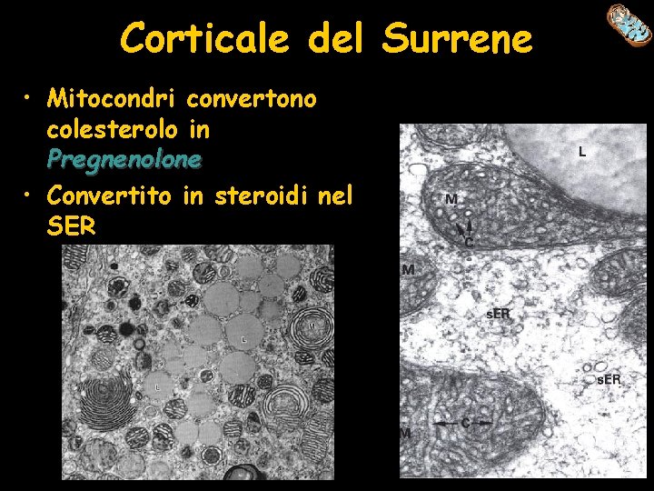 Corticale del Surrene • Mitocondri convertono colesterolo in Pregnenolone • Convertito in steroidi nel